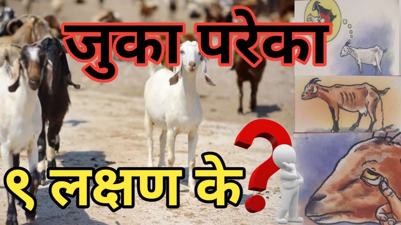 बाख्रालाई जुका परेका लक्षण हरु के के हुन सक्छन्? गाई र भैंसीमा पनि तेस्तै हो त? सबै जानकारी