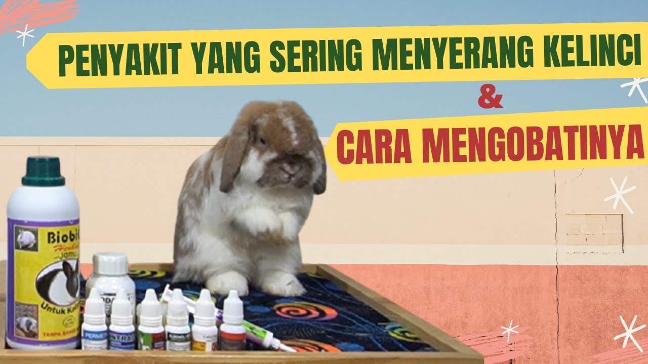 PENYAKIT YANG SERING MENYERANG KELINCI DAN CARA MENGOBATINYA