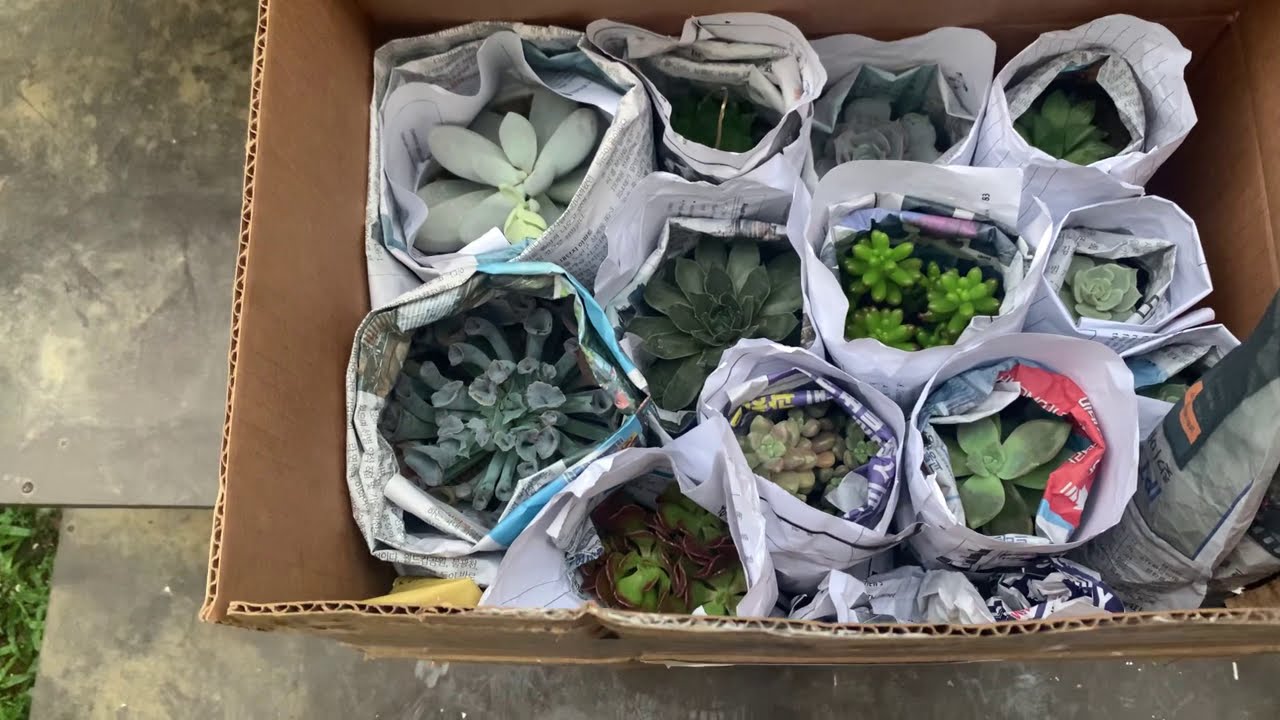 First Plant Haul for 2021 and Cleaning the Succulents