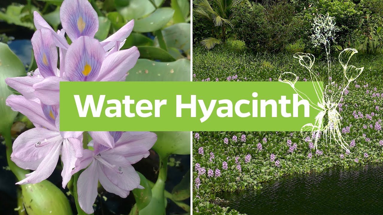 Water hyacinth (Pontederia crassipes)  | Plant Identification