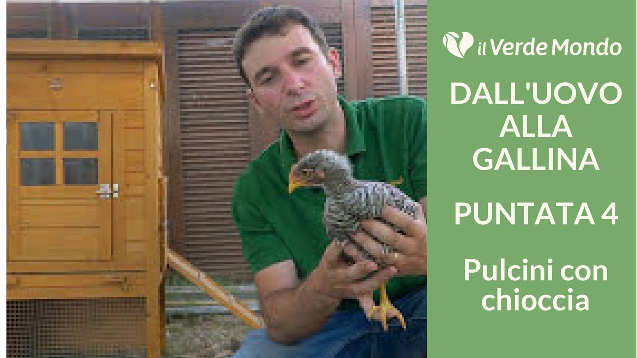 Pulcini 2 mesi | Dall'Uovo alla Gallina | Puntata 4