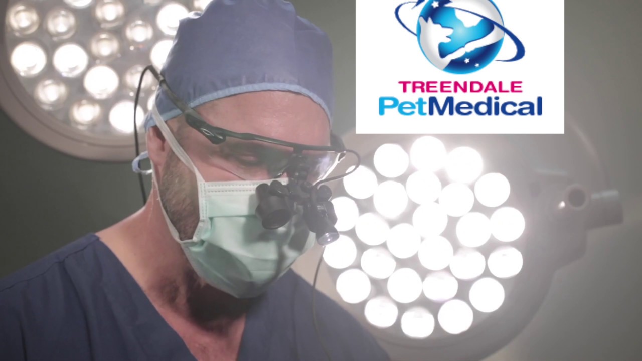 PROGESTERONE TESTING AND ARTIFICIAL INSEMINATION AT TREENDALE PET MEDICAL BUNBURY