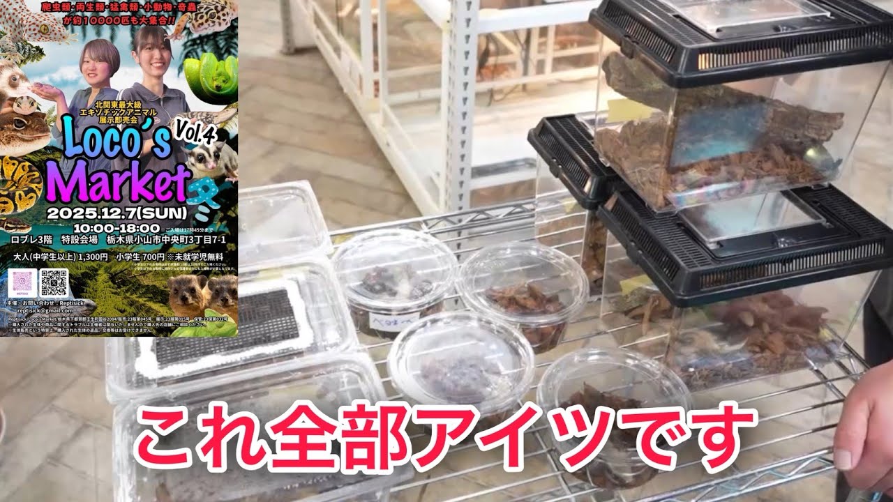 Loco'sMarketで販売する生体紹介で店長が本気すぎる！！