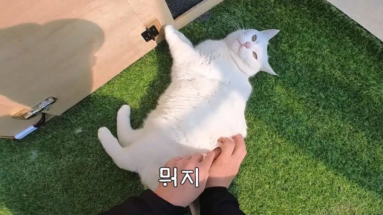 두 얼굴의 동글이