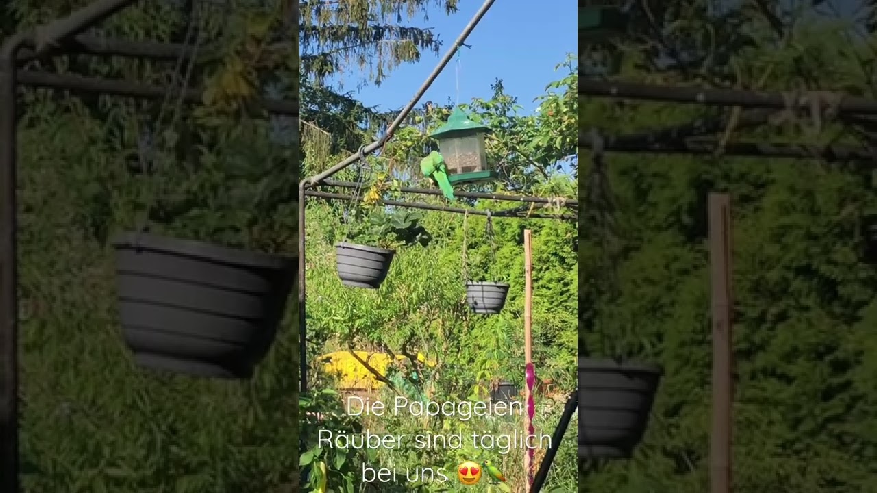 Unsere Futterstationen locken sämtliche Vogelarten, die hier beheimatet sind, zu uns 