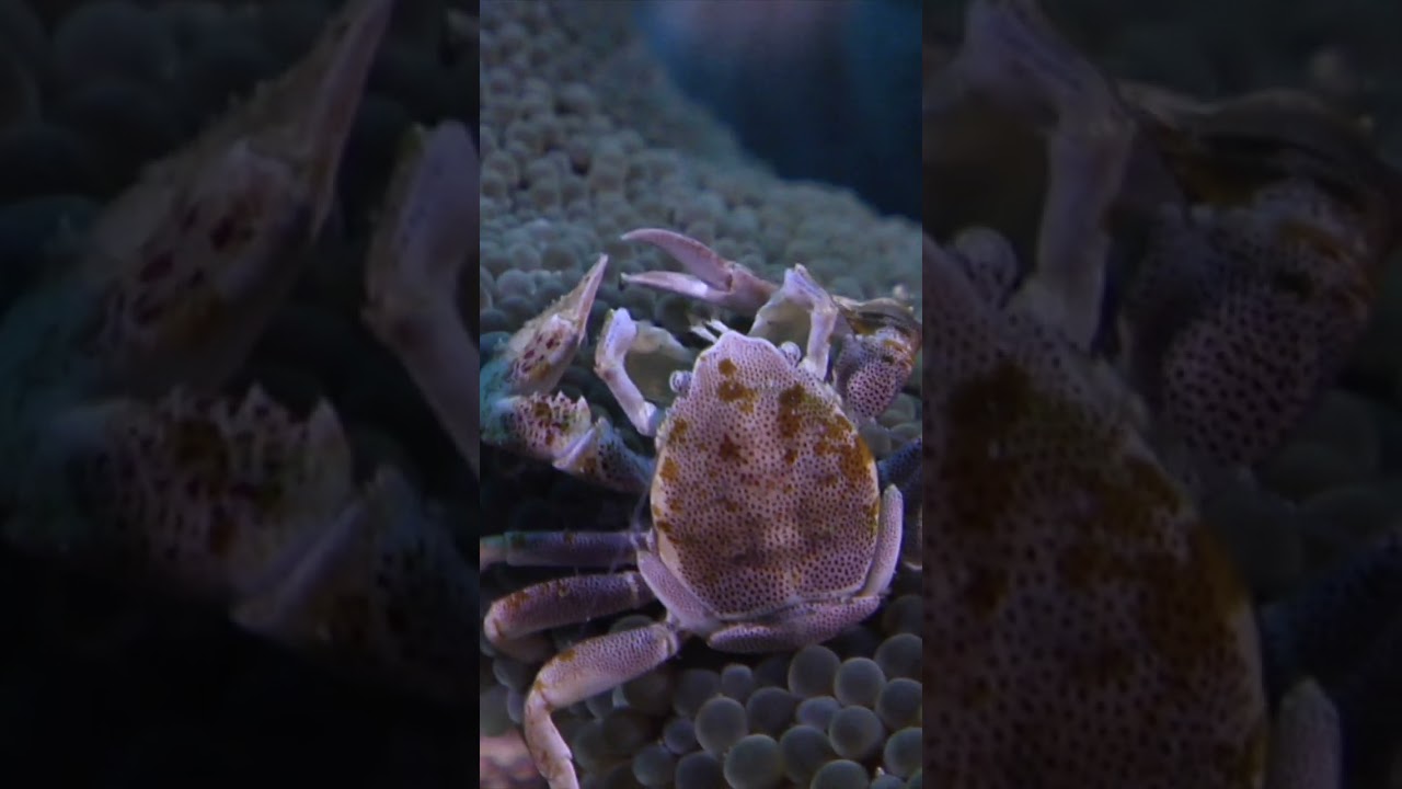 Porcelain Crabs: The Gentle Plankton Harvesters of the Solomon Islands