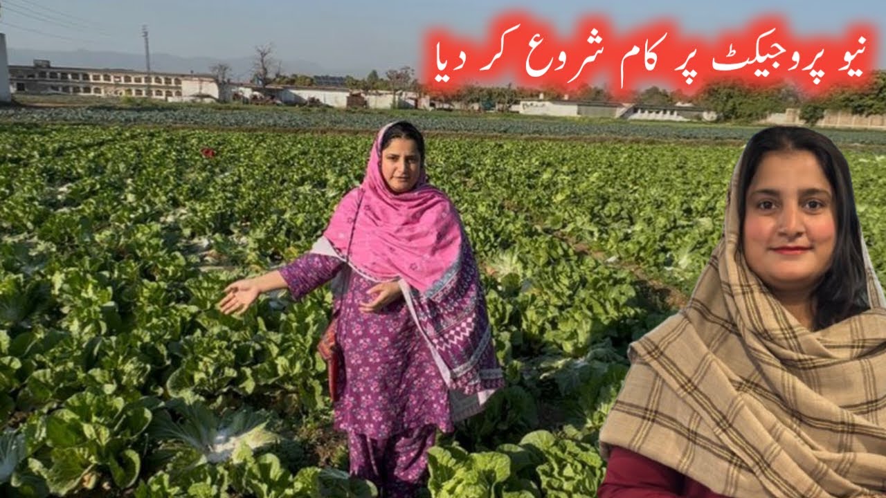New project pr kam shuru kr dia | hair care routine | sidra ki shahzadiyan 