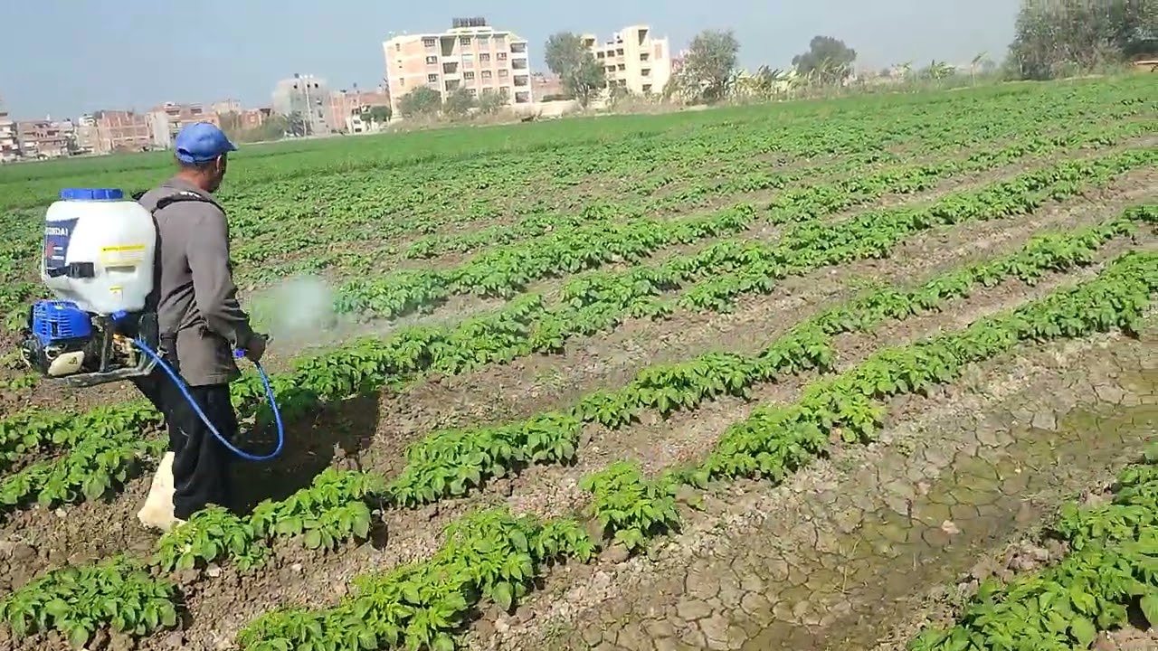 بطاطس اسكتلاندة عمرو 60يوم رش فسفور طحالب بحريه وسيتو كين وعناصر صغري