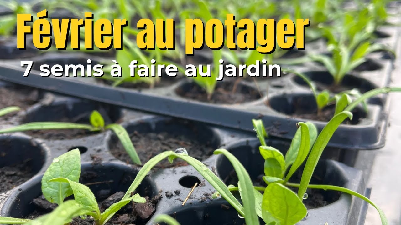 7 semis à faire en février 