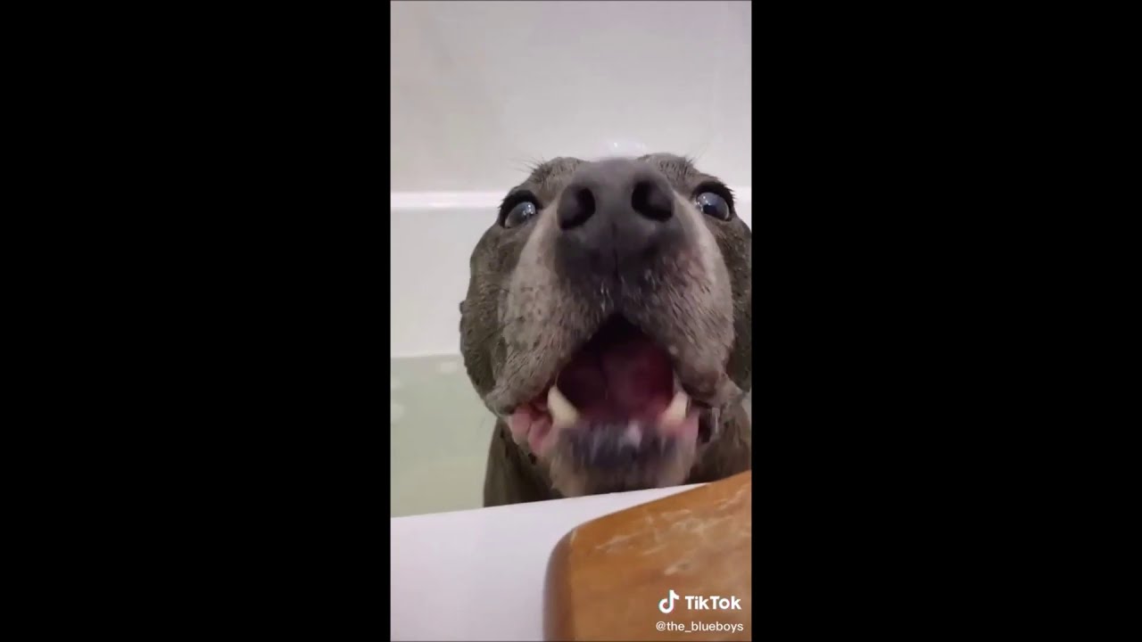 Dangerous Staffordshire Bull Terriers