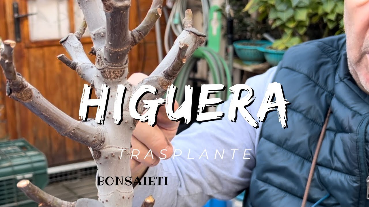 Adelantamos trasplante higuera