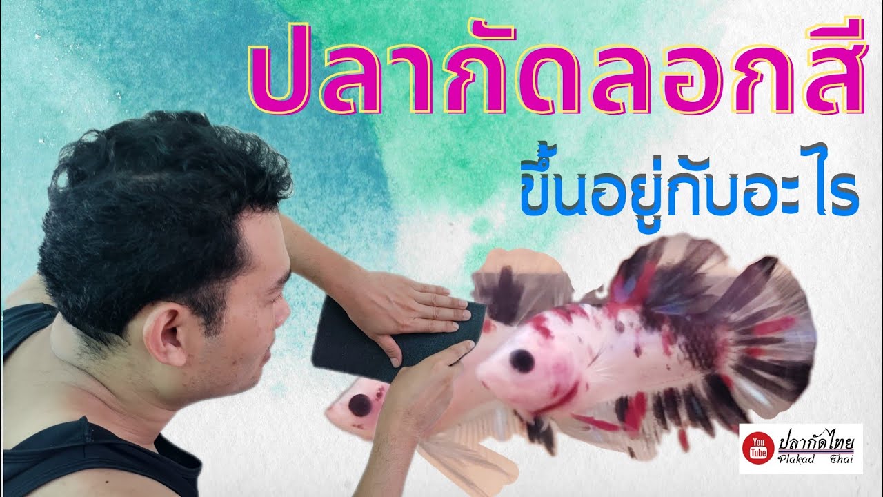 ปลากัดสายโค่ยลอกสีเมื่อไหร่ ขึ้นอยู่กับอะไรบ้าง โดย @PlakadThai