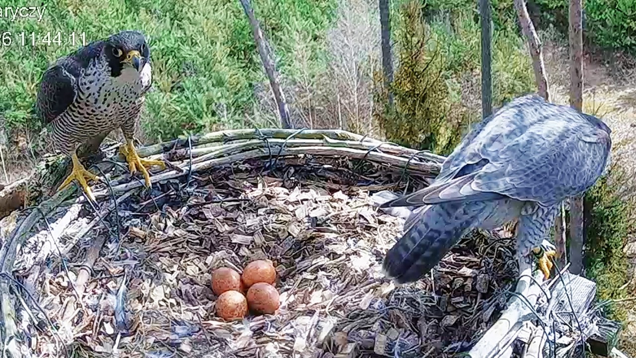 Zmiany w inkubacji Samika i Borek 31 03 2026 Dolina Baryczy sokoły wędrowne