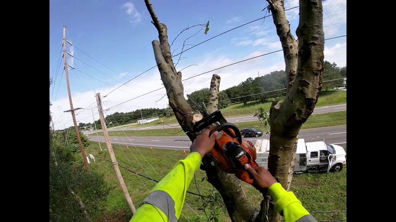 Florida Power Line Clearance Professional Job 2019