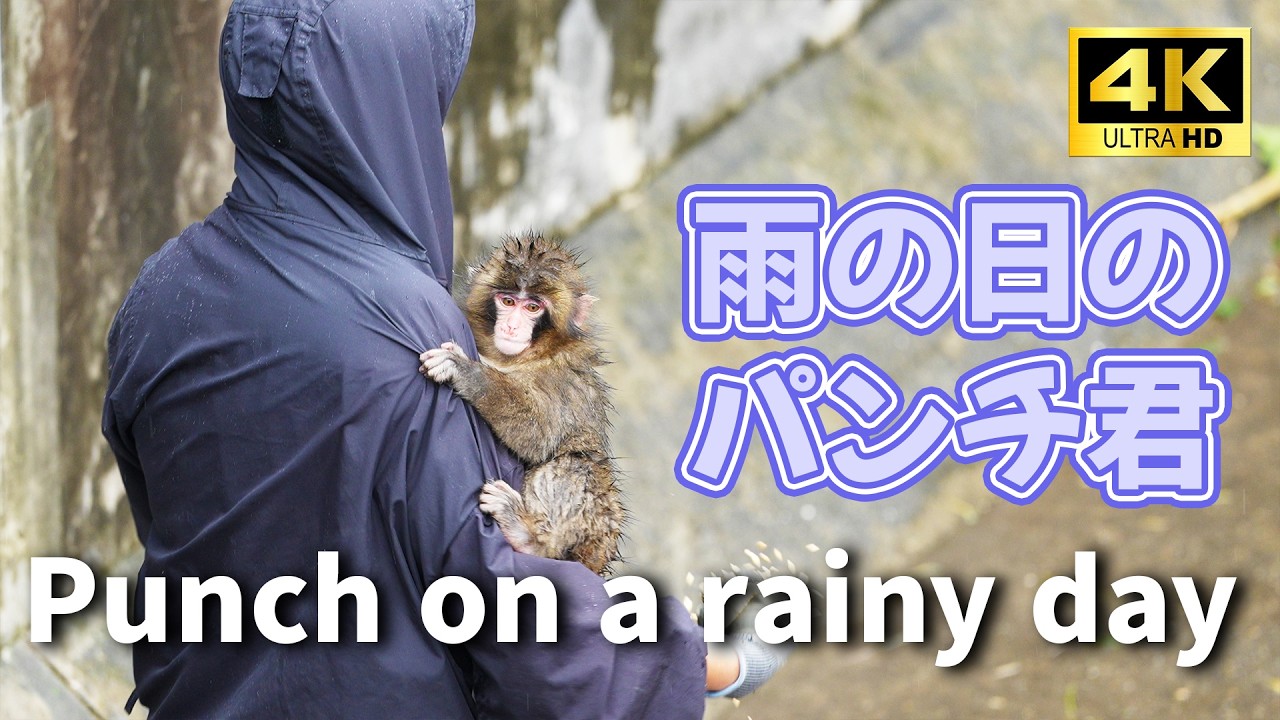 【4K】雨の日のパンチ君 Baby monkey Punch on a rainy day【市川市動植物園 Ichikawa City Zoo】