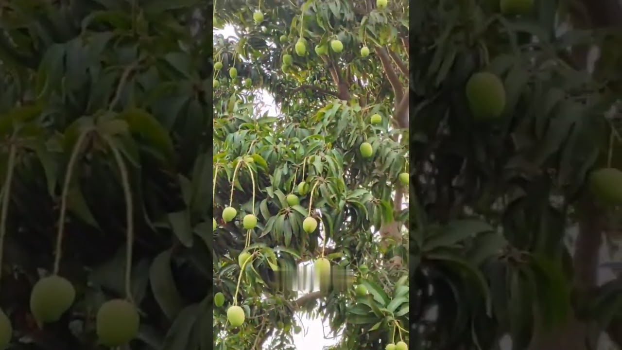 the world's most expensive mango... 