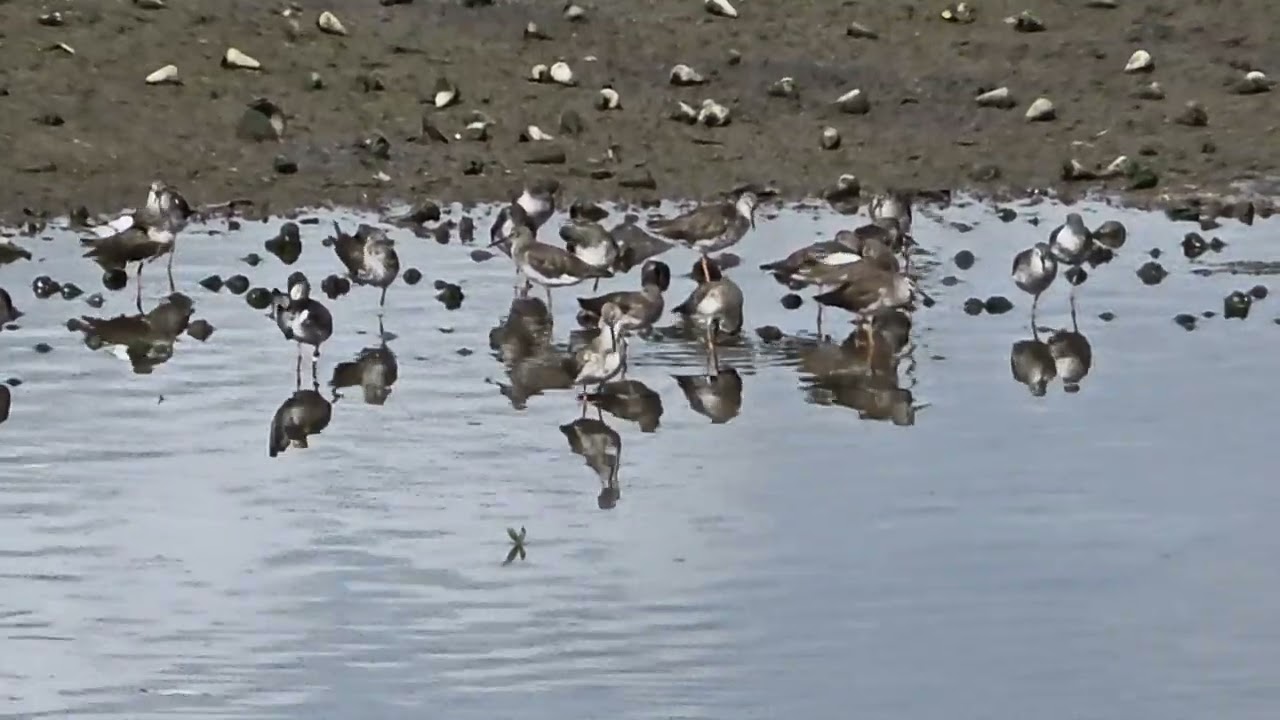 Whimbrels