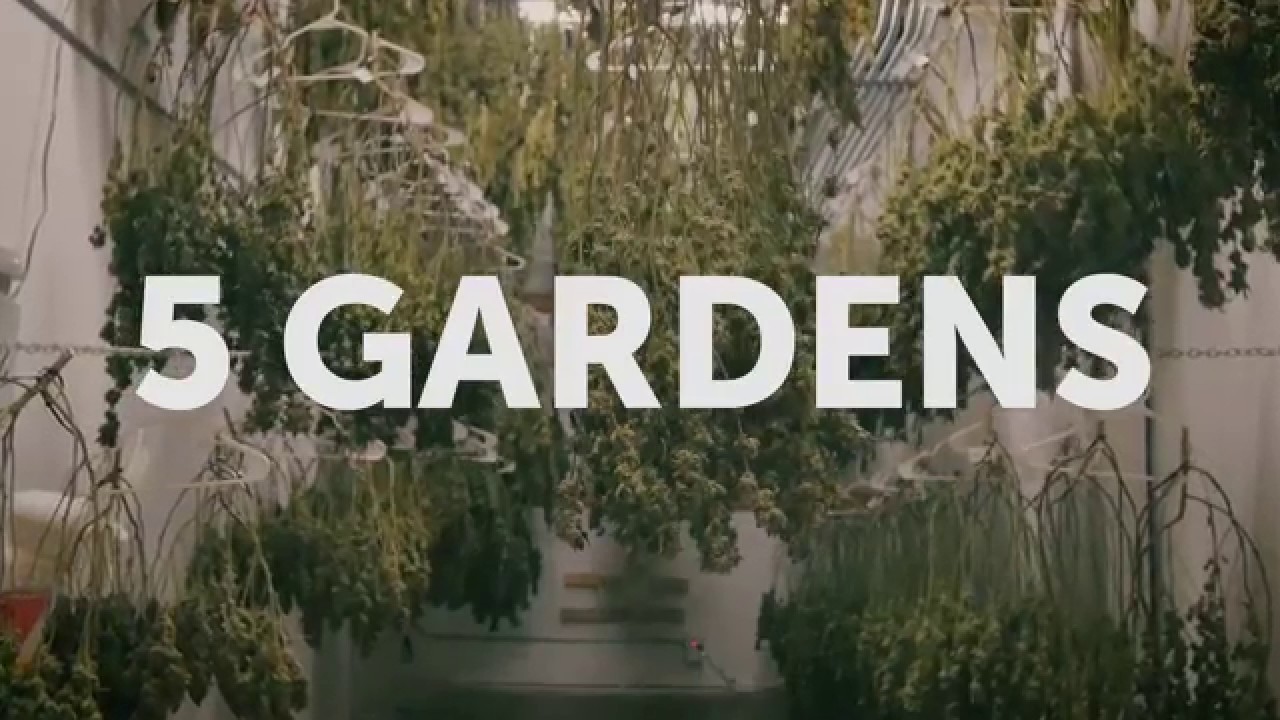 Seed to Sale: How Legal Cannabis is Grown - Episode 1 - Genetics