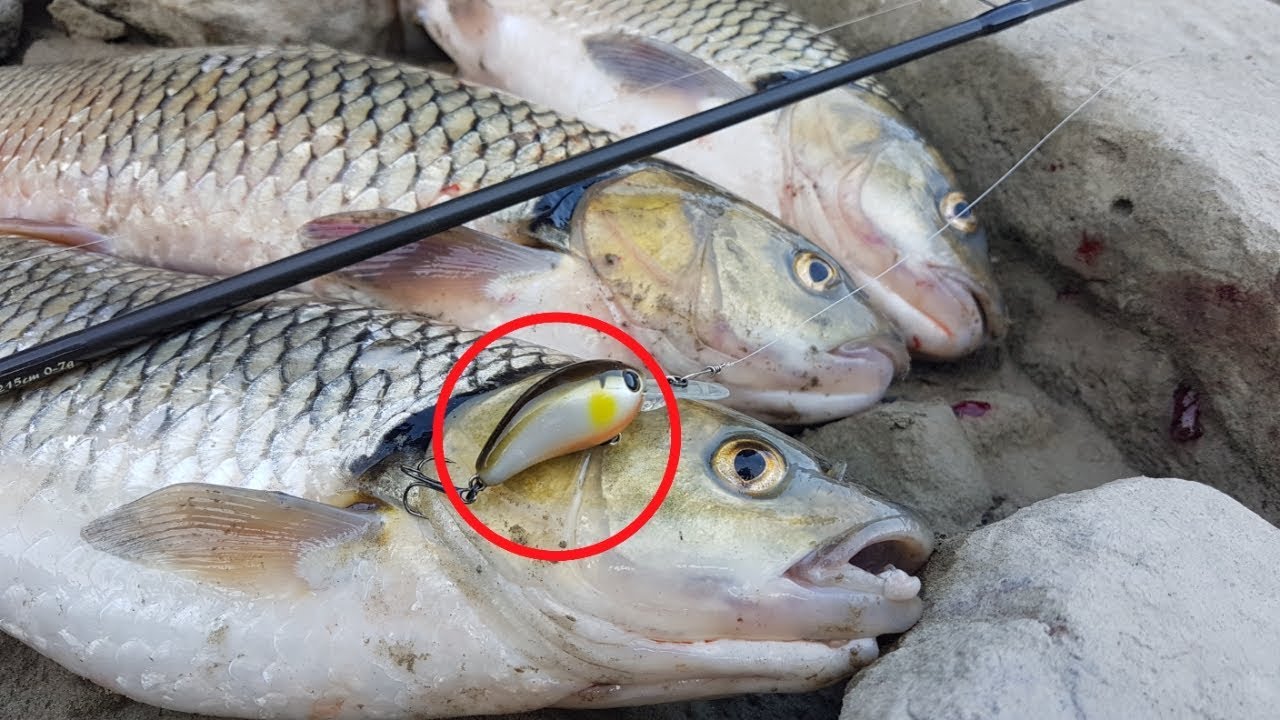 Balık Tutması İçin Suya Girmesi Yeterli ?!