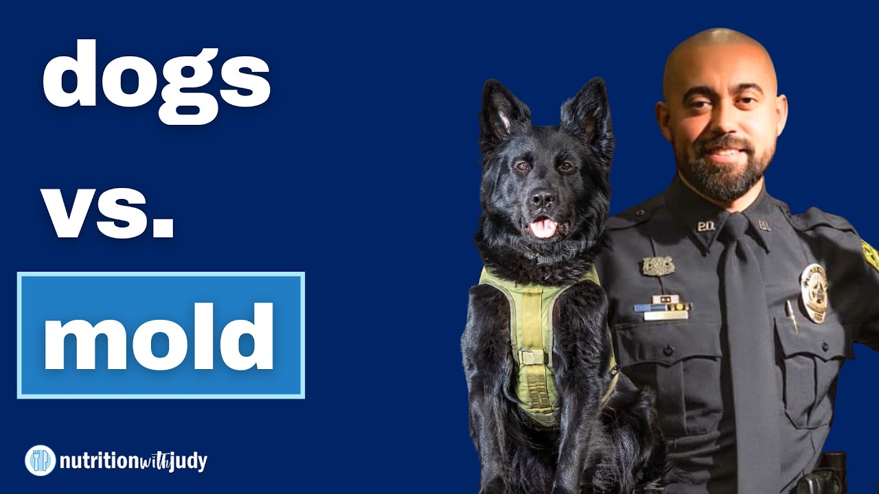 How Dogs Detect Hidden Mold in Homes - Steven Antommarchi from Mold Dog Knows