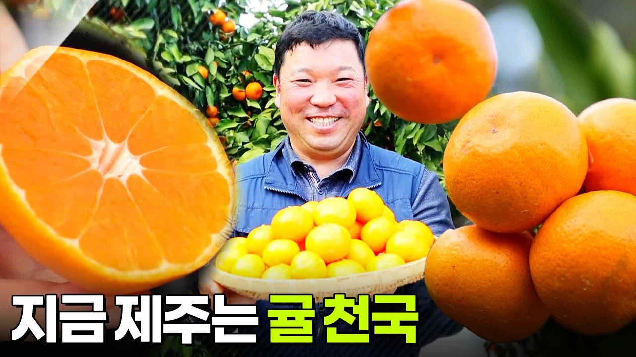 수확의 달인: 지금 제주는 귤 천국 [2TV 생생정보] | KBS 251204 방송