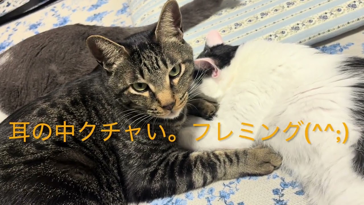 ストーブの魔力に取り憑かれた劉、サボ、華