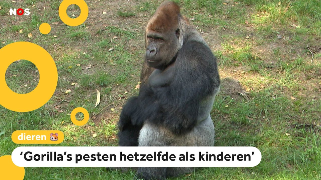 Zo gaat pesten in de dierenwereld