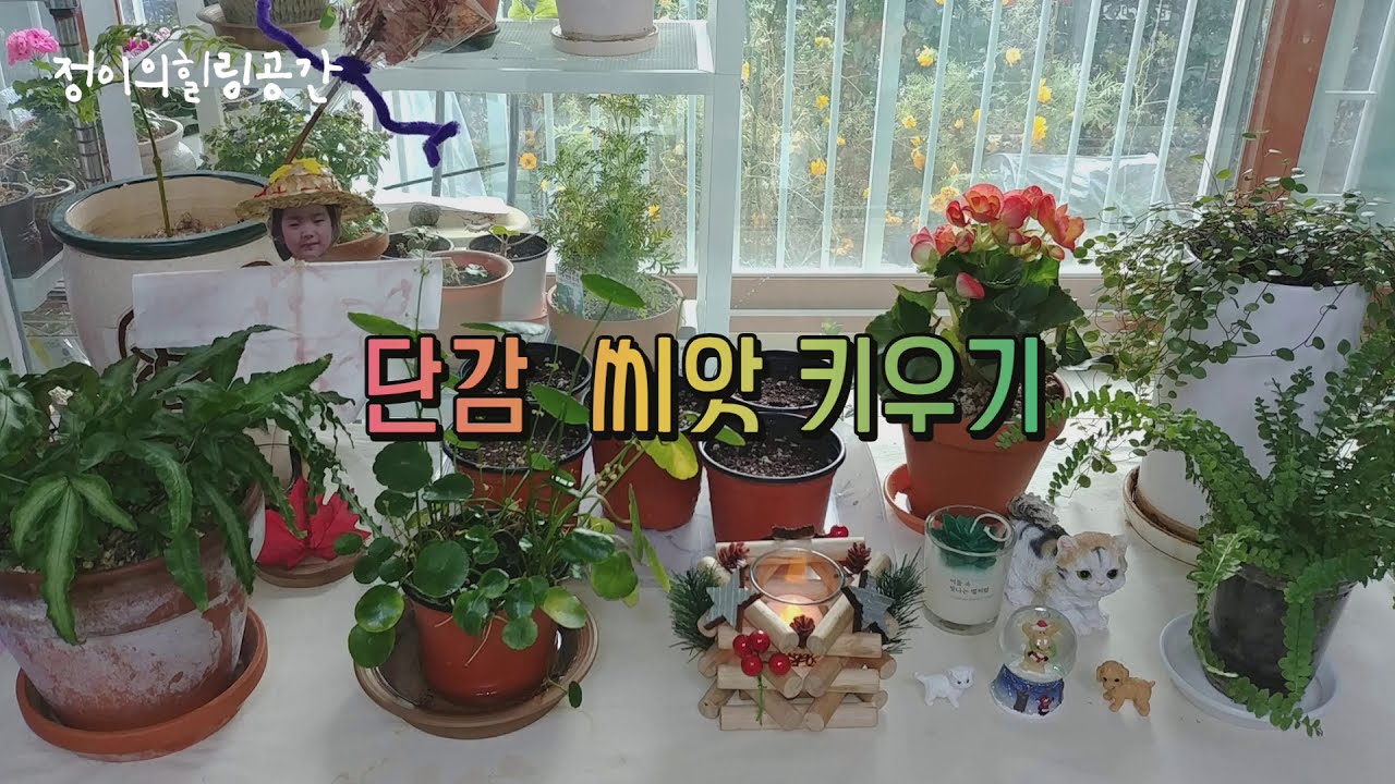 단감 씨앗 발아시키기/ 단감 씨앗 심기/아파트1층 정원