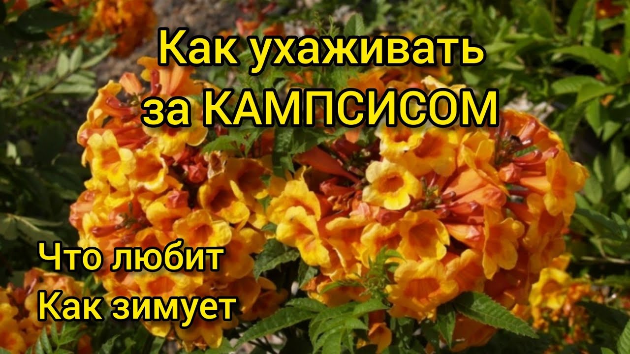 Как ухаживать за КАМПСИСОМ, чтобы он цвел непрерывно. Что любит и как зимует?