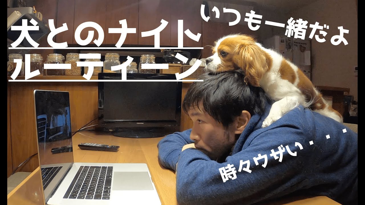 犬とのナイトルーティーン　映画鑑賞編　＃犬＃キャバリア＃ナイトルーティーン