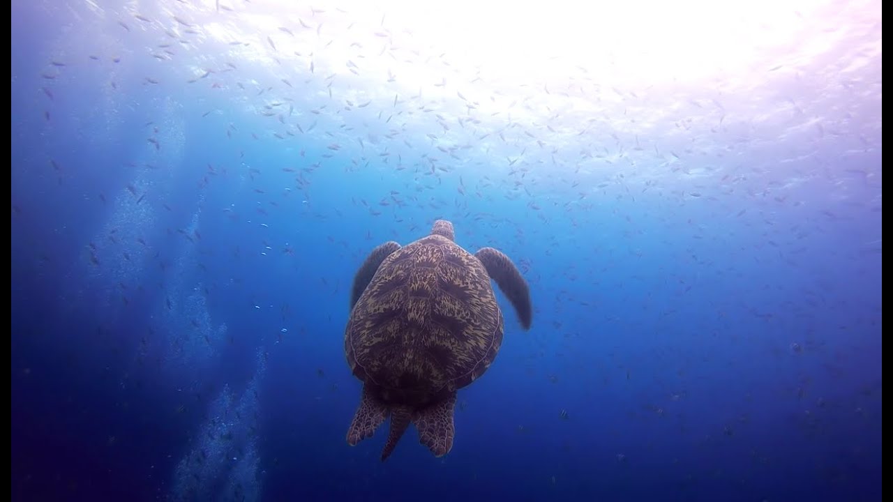1 Year Travelling around the world - GoPro 4 - Asia, Australia and New Zealand