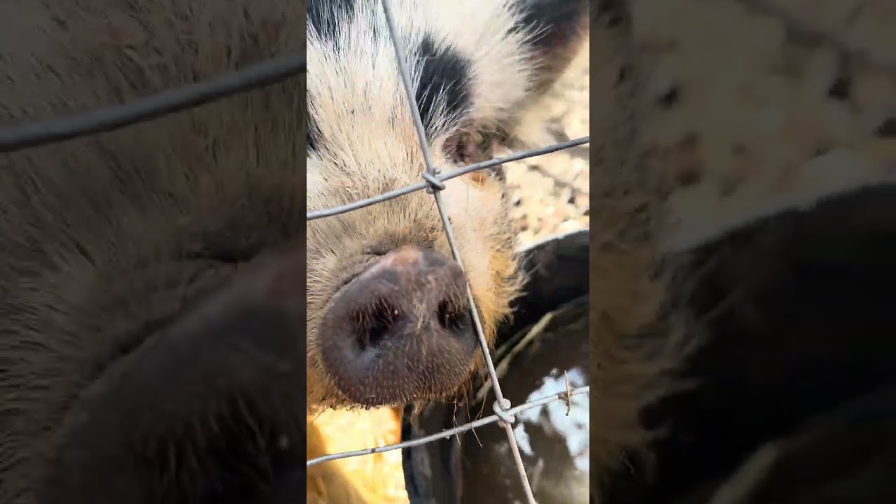 Checking on animals and feeding breakfast 