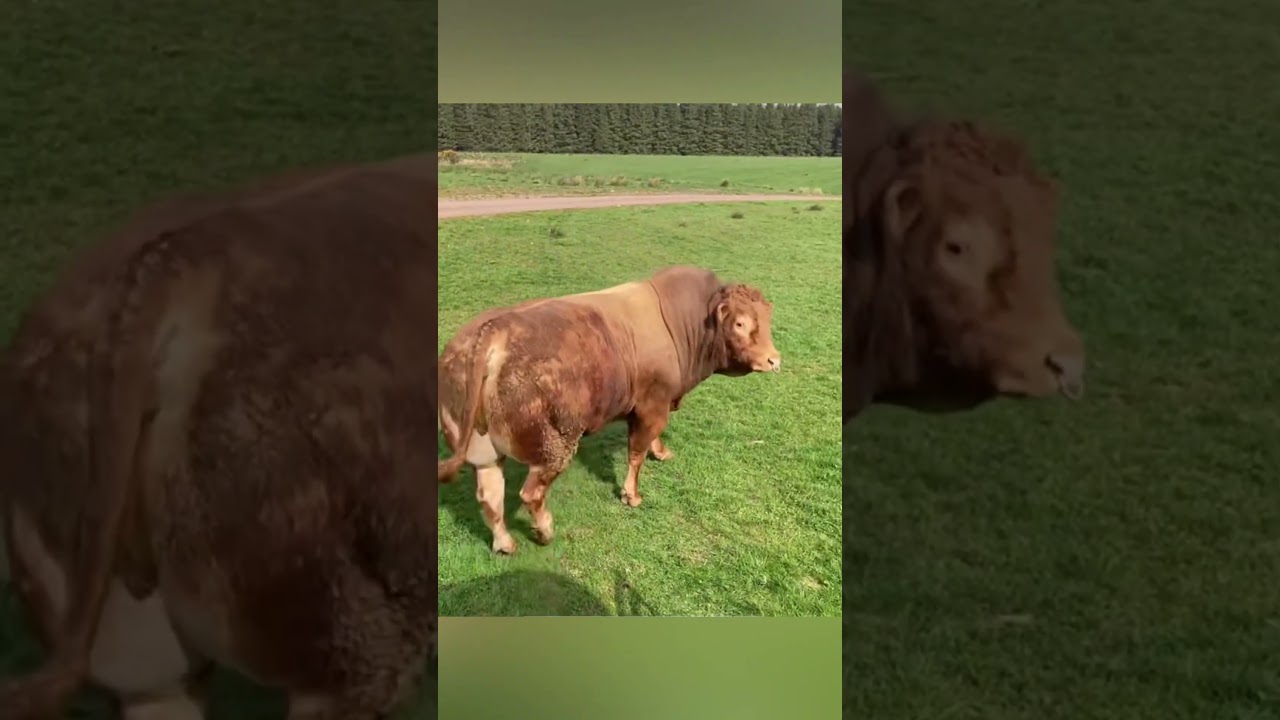 This Bull&rsquo;s Reaction to Seeing the Ladies Is Priceless! 🐂❤️