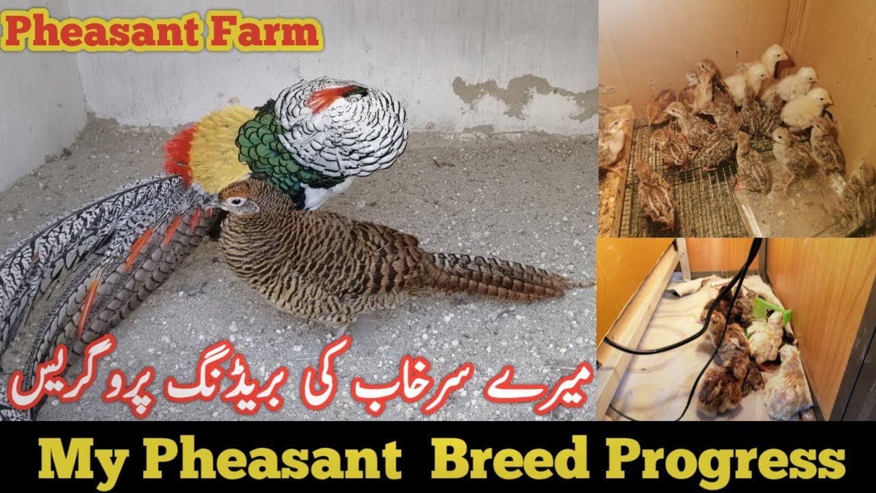 My Partridge Pheasant Setup/Pheasant Breeding Setup-Red golden-lady-Revees-Silver-Pheasant