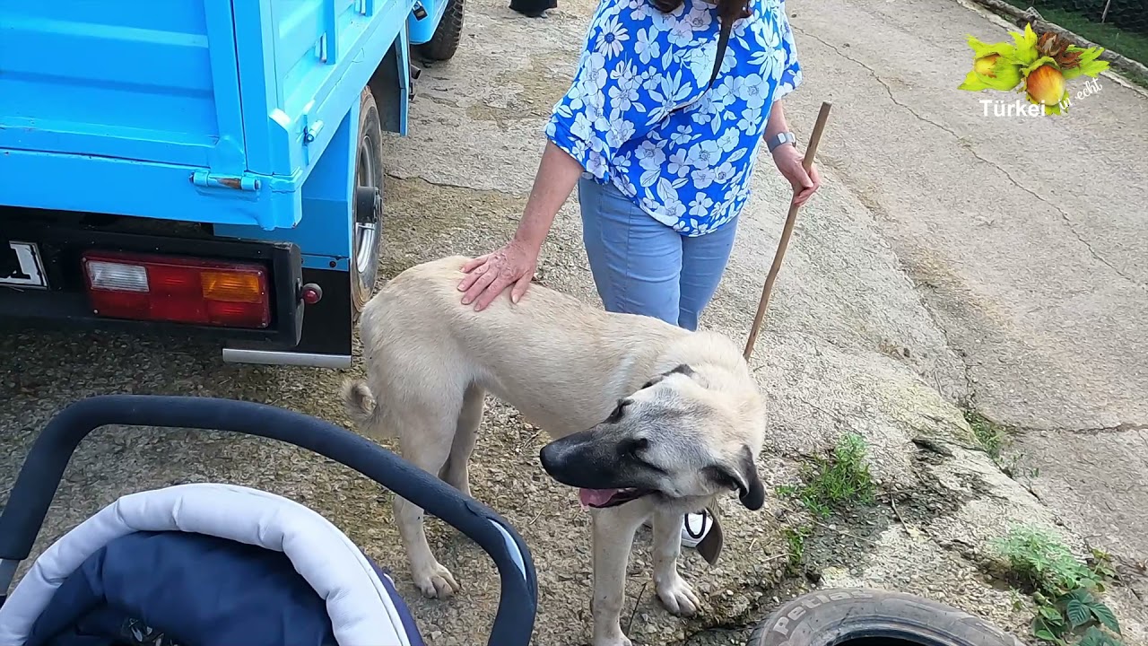 Mit dem Hund in die Türkei