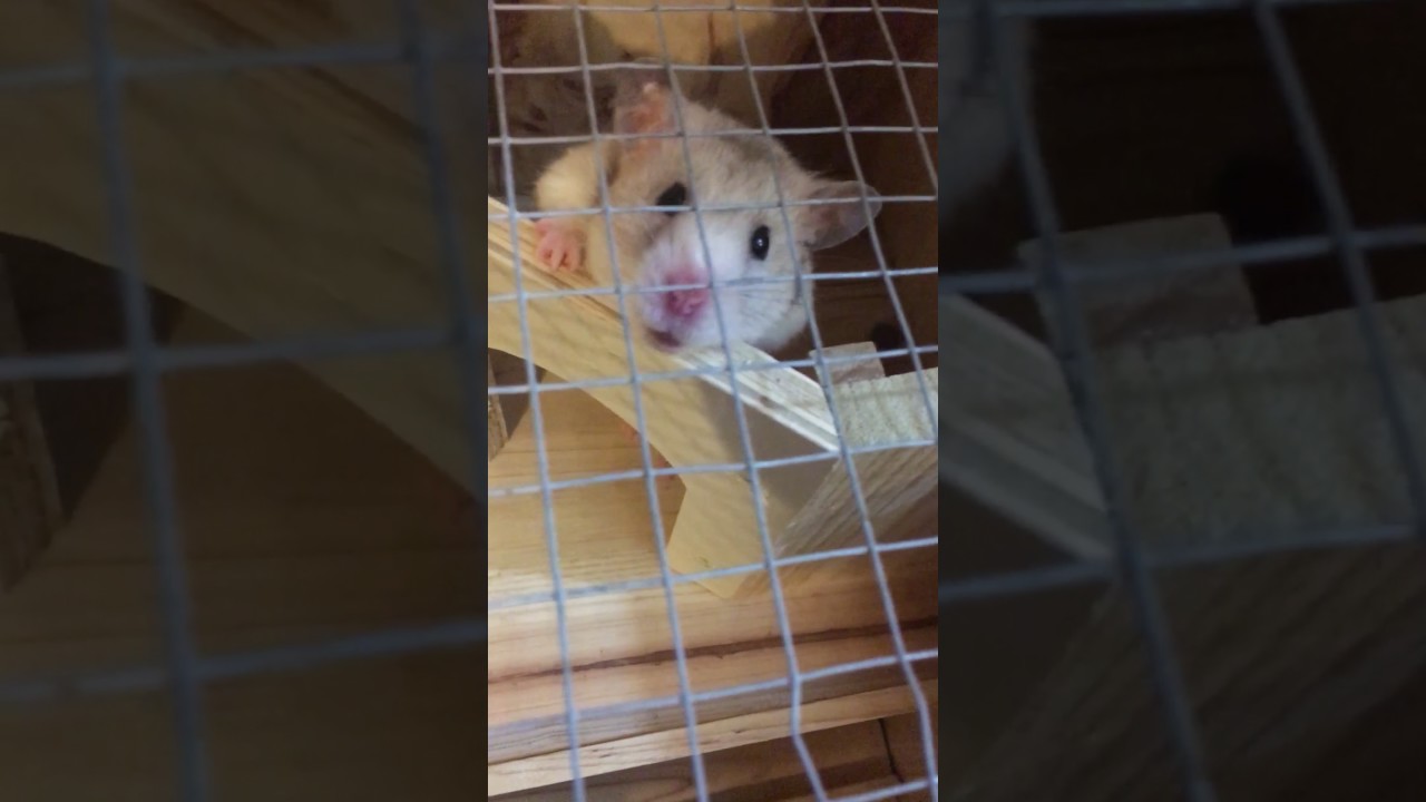 Female hamster mating call or heat call