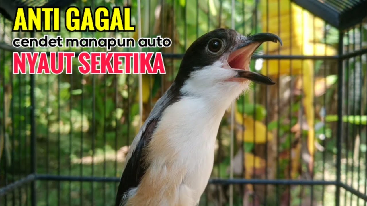 Suara Cendet Gacor Toet toet Efektif Anti Gagal Bikin Cendet Malas pun Langsung Nyaut Bunyi Seketika