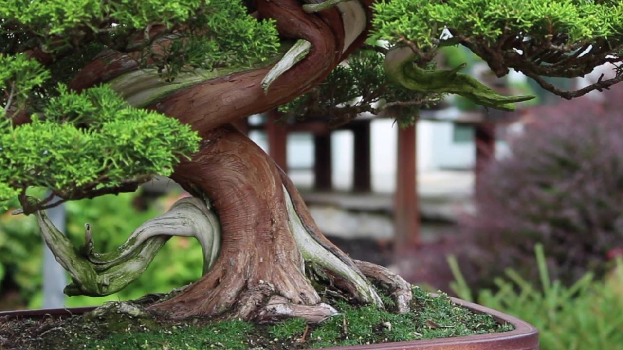 The Kennett Bonsai Collection
