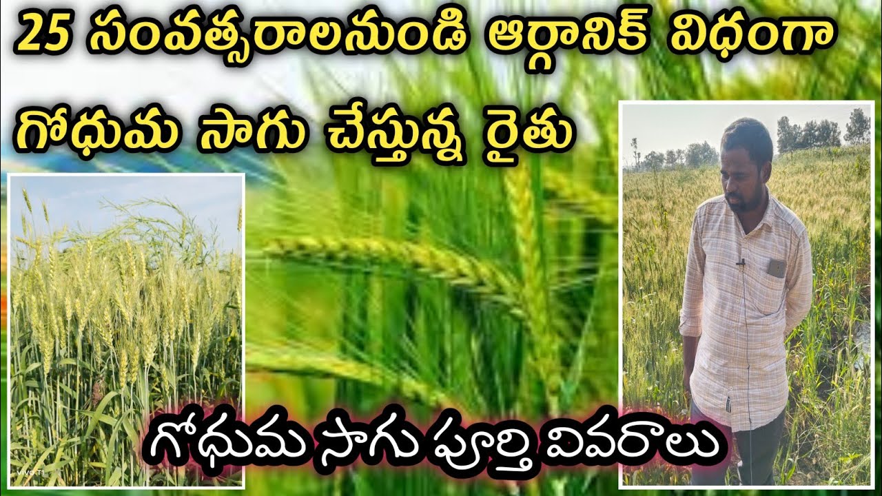 25 సంవత్సరాలనుండి ఆర్గానిక విధంగా గోధుమ సాగు చేస్తున్న రైతు ||Wheat Cultivation Telugu Godhama Sagu
