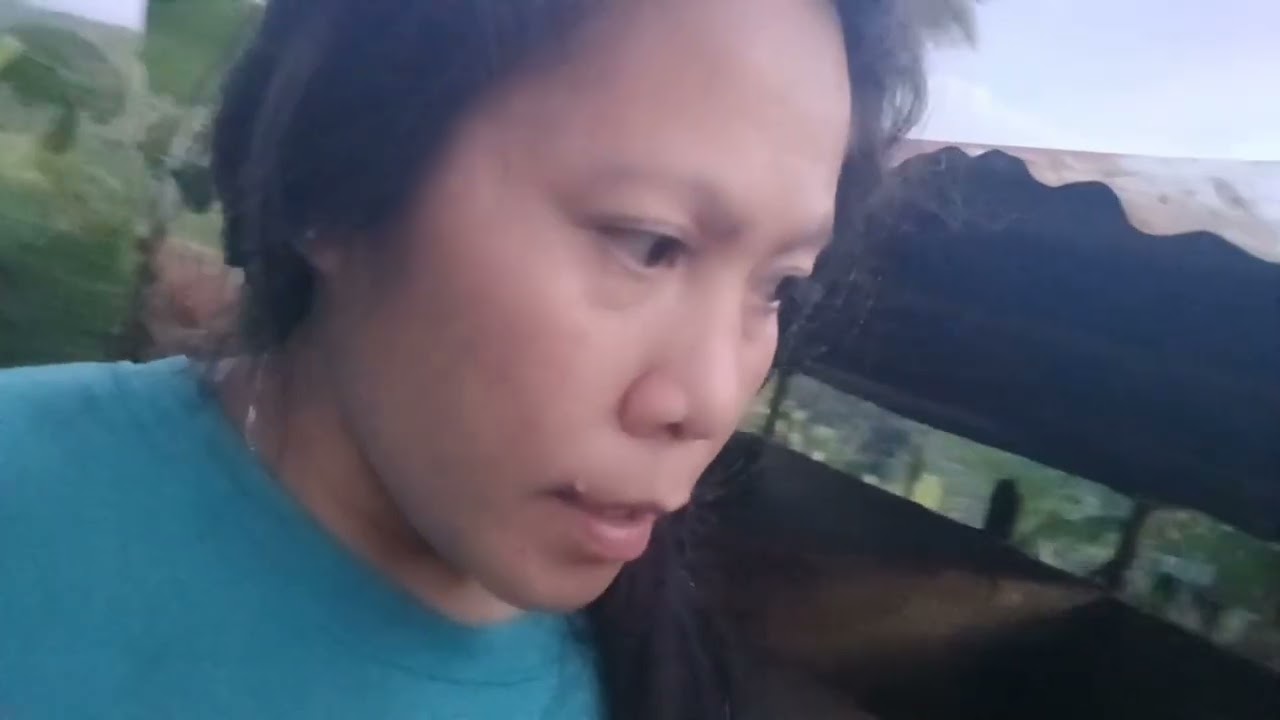 OK NA AMO KAN ANAN LUAG NA UG GULAY ANG UNA NAKO GIPA KAON SA AKONG MGA MOMMY PIGS 