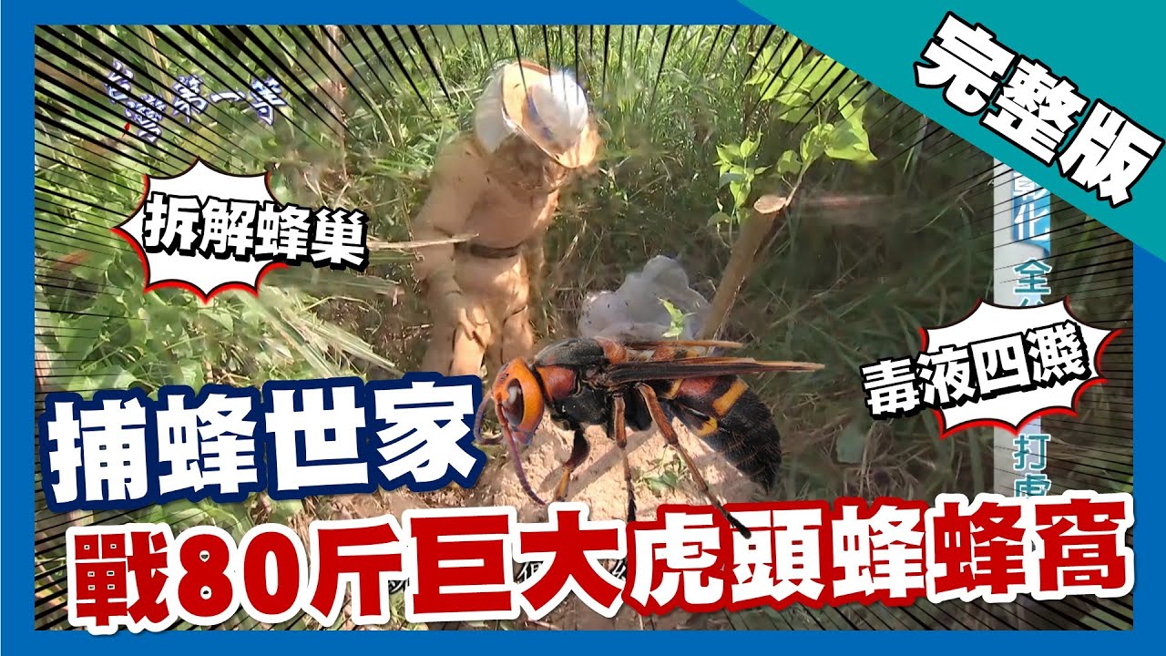 台灣第一等【捕蜂英雄全副武裝 大戰80斤巨大虎頭蜂蜂窩】彰化_完整版