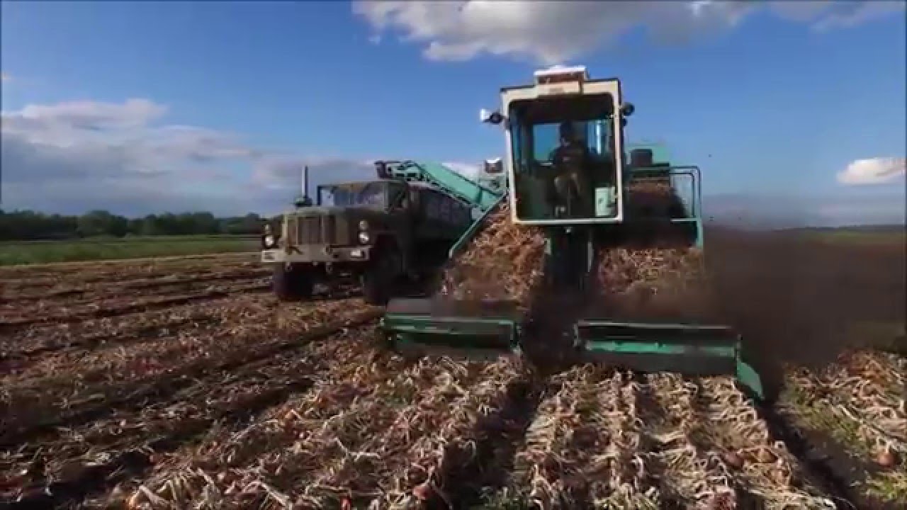 NY Onion Harvest and box filling and stacking