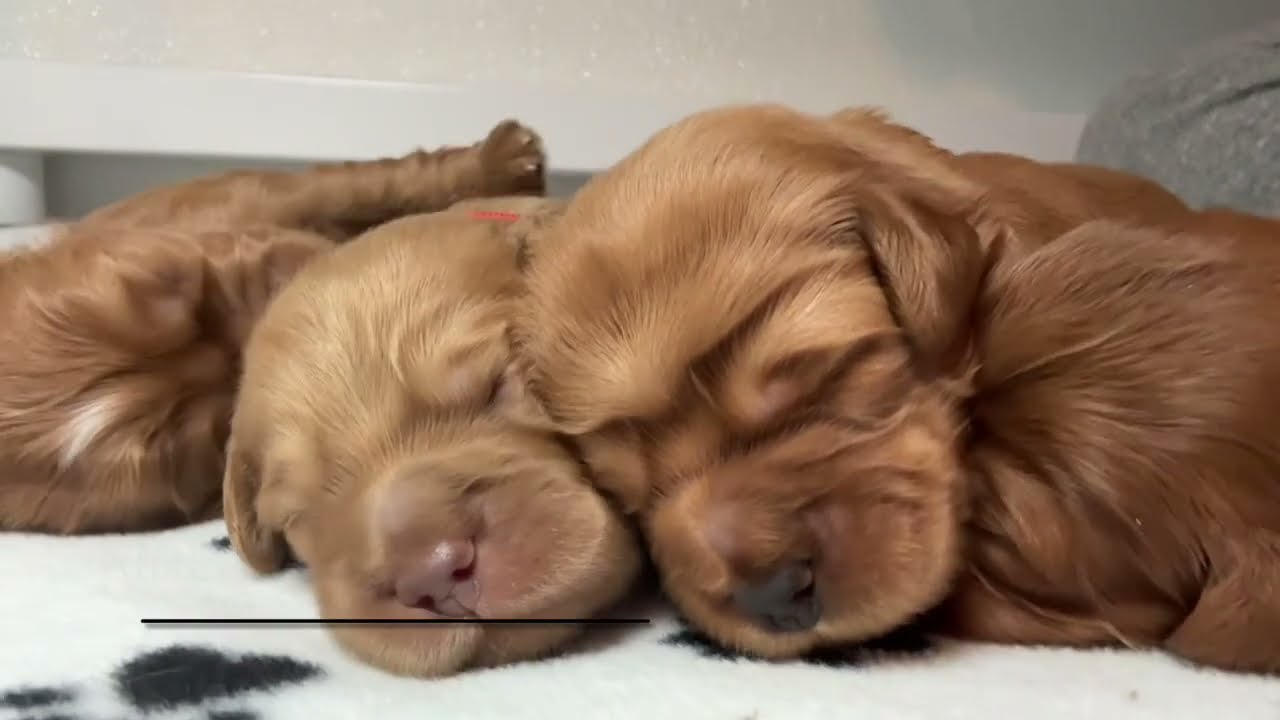 Scotch’s puppies 🐶