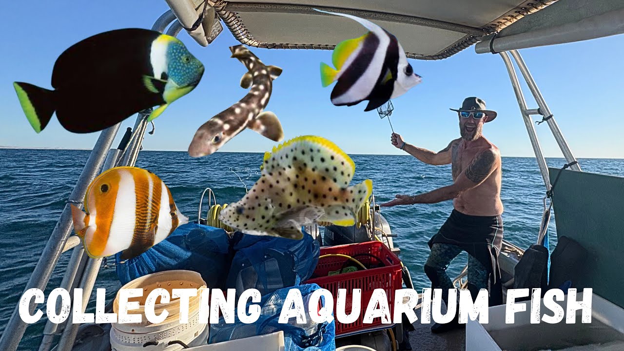 Catching AQUARIUM FISH ~ Angelfish Sharks and more Ep 2 #catchingaquariumfish