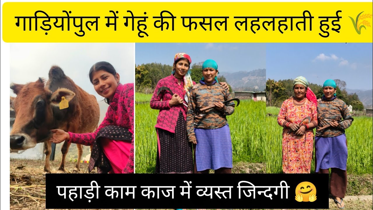 गाड़ियोंपुल में गेहूं की खेती 🌾♥️ पहाड़ी काम काज में व्यस्त जिन्दगी 🤗🌸#vlogger #pahadi 