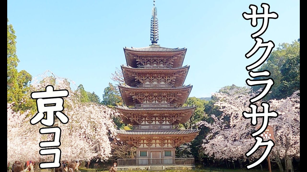 【京都おすすめ】サクラサク 京に咲く 2021その参＝平野神社・嵐山・枳殻邸・植藤造園・醍醐寺＝【京のココ見といやす】