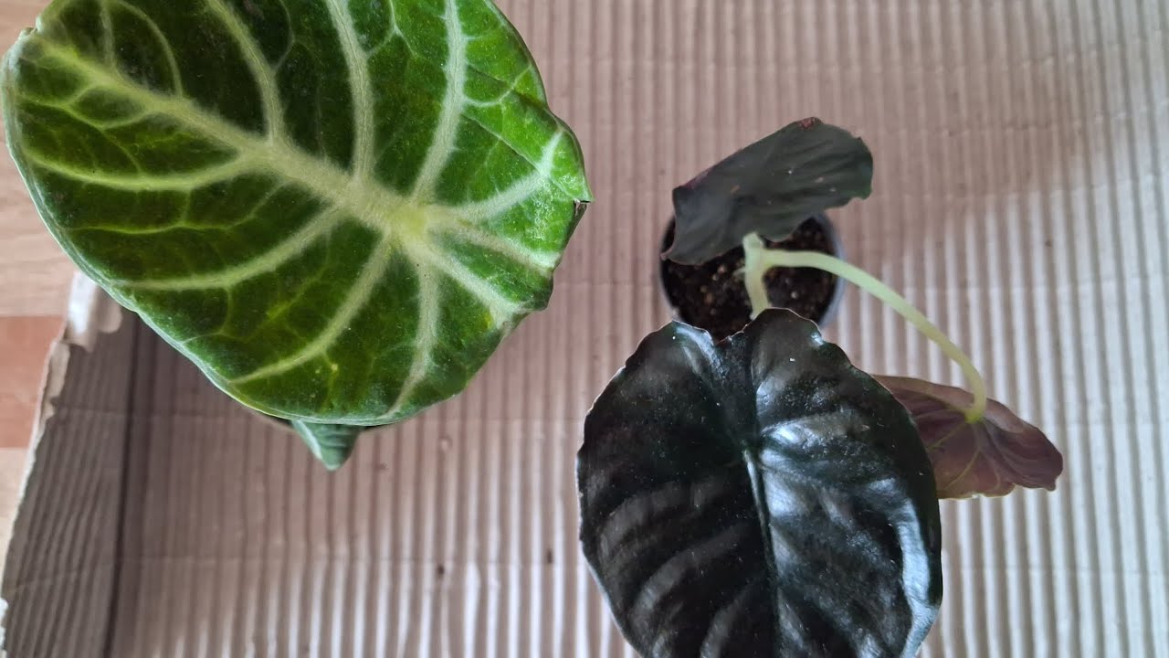Petite réception 🪴de chez @addictoplantes 