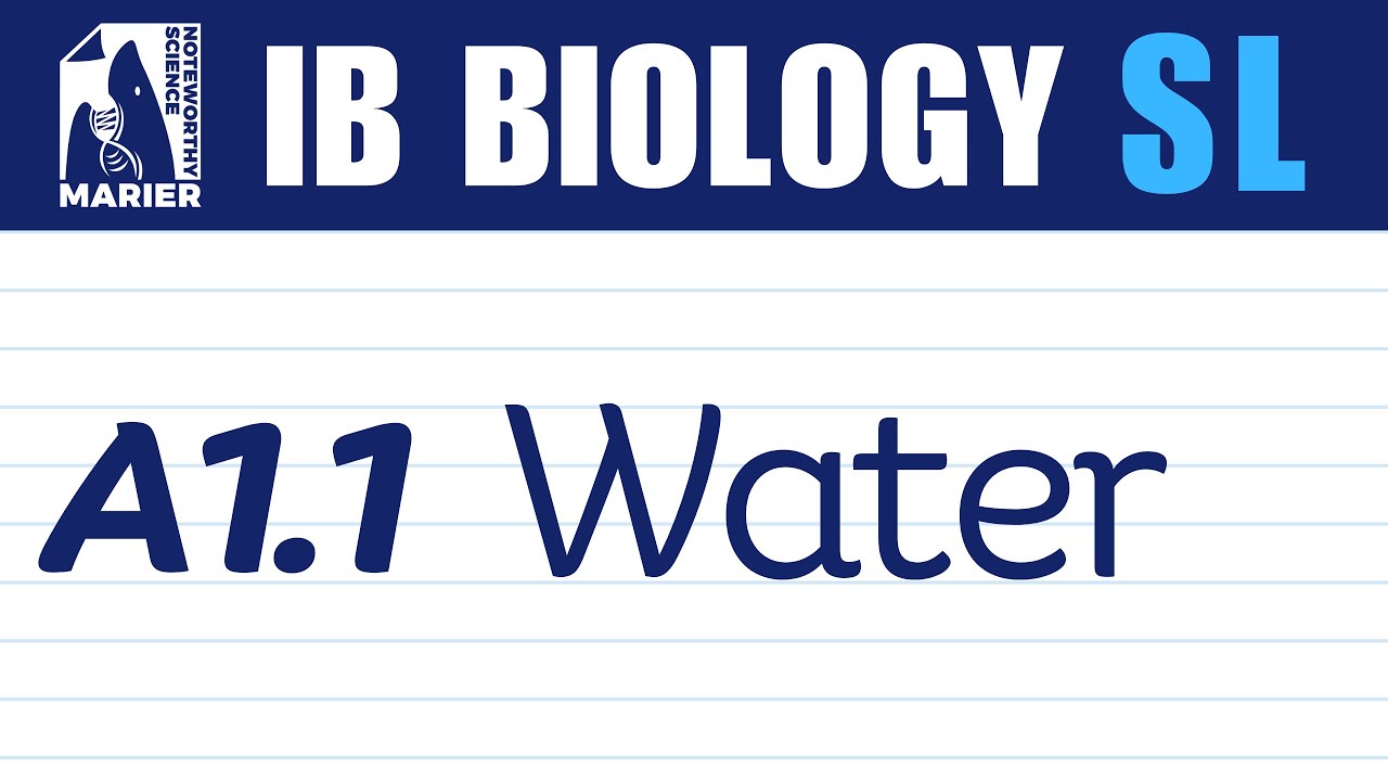 A1.1 Water – Interactive Lesson | IB Biology SL/HL