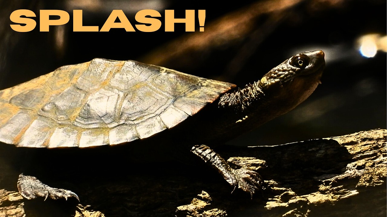 Sunbaking Turtle Makes a Splash!