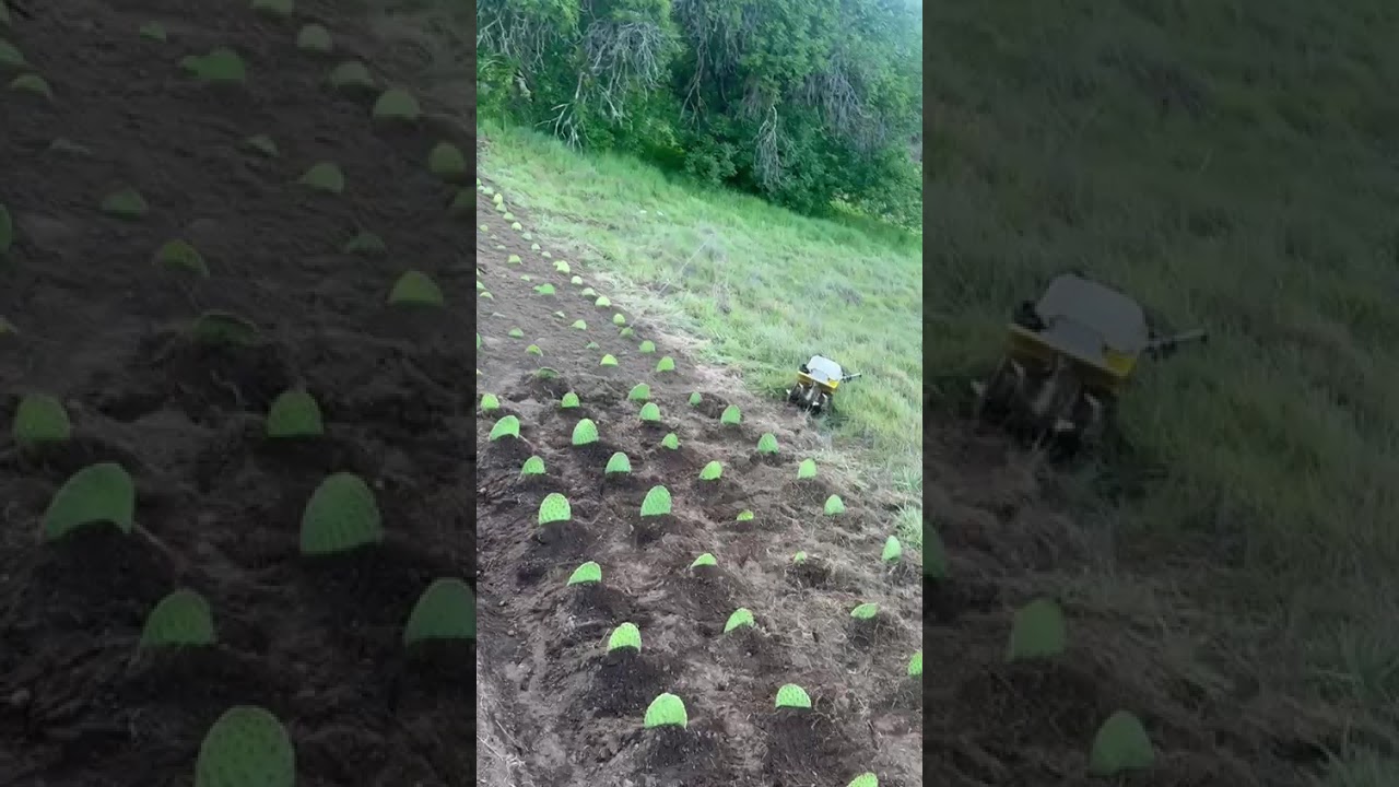 Nopales en California  